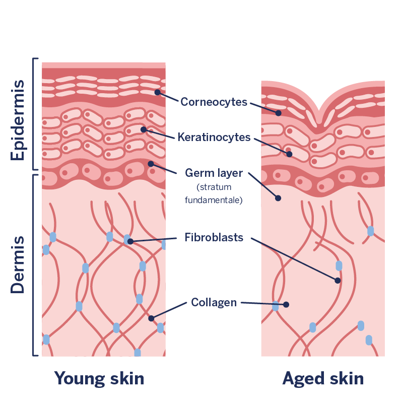 Graphic of skin ageing or wrinkling