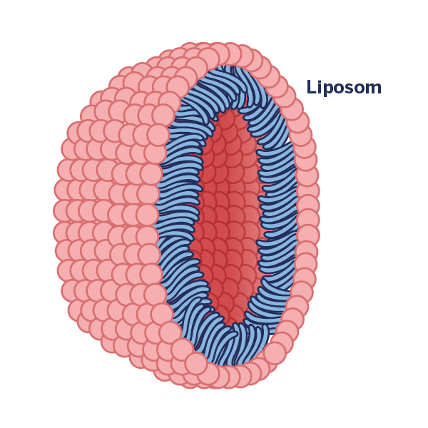 Grafische Darstellung eines Liposoms