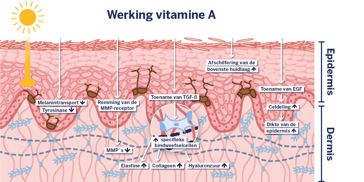 Werking van retinol (beschreven in de tekst)