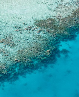 Korallen im blauen Wasser