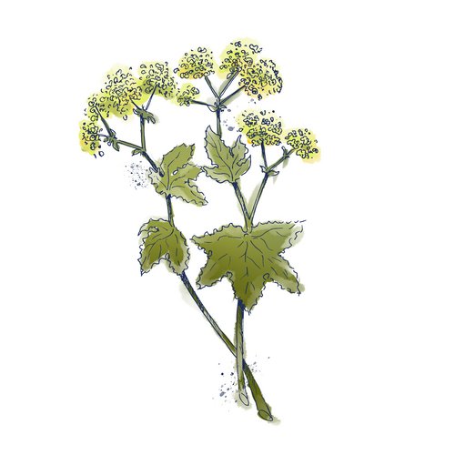 Illustration einer Frauenmantel-Pflanze