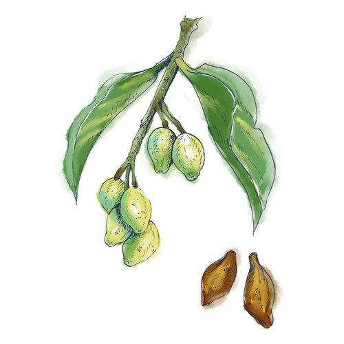 Zeichnung: Chebulische Myrobalanen (Combretaceae)