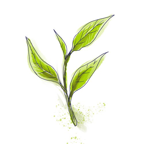 Zeichnung: Grüner Tee