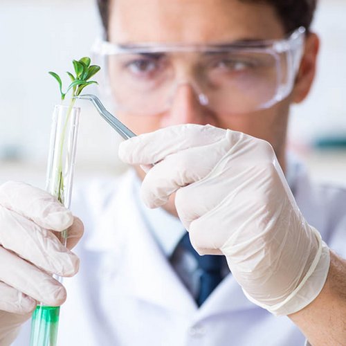 Biochemiker arbeitet im Labor an Pflanze.