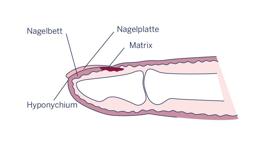 Anatomie eines Fingernagels als Infografik