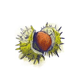 Illustration af et ekstrakt af hestekastanje