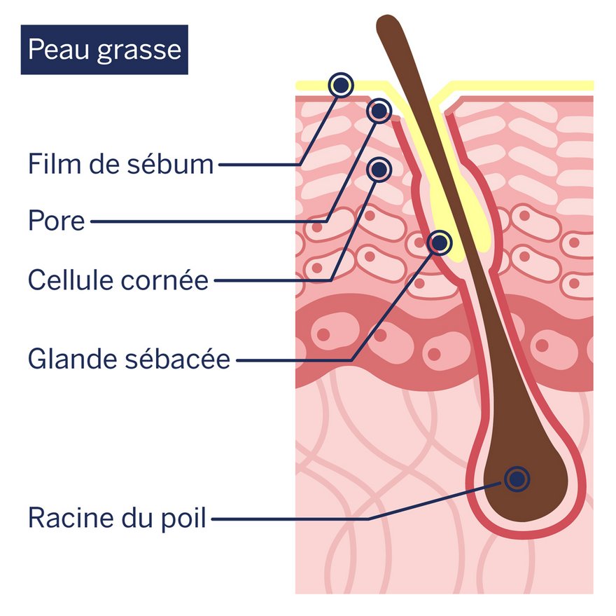 Illustration schématique : structure de la peau grasse