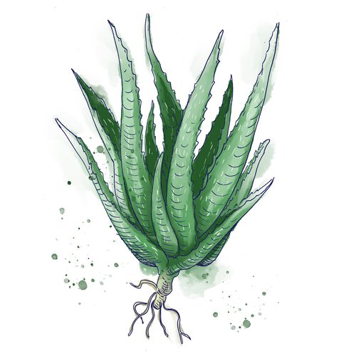 Zeichnung: Aloe-Vera-Pflanze