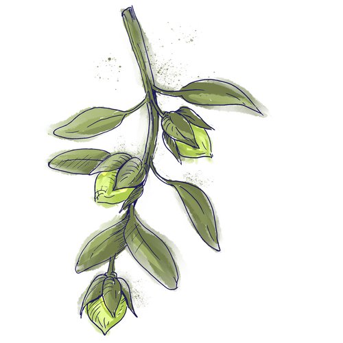 Zeichnung: Jojoba Pflanze
