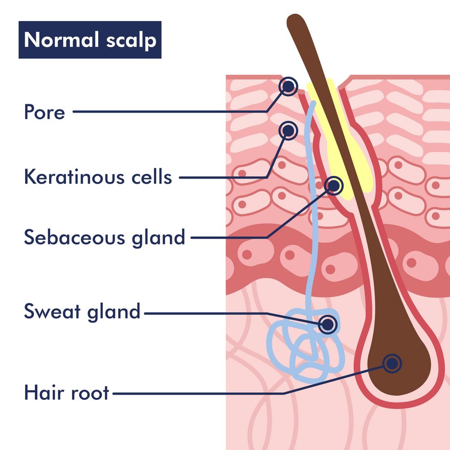 Graphic of a healthy scalp