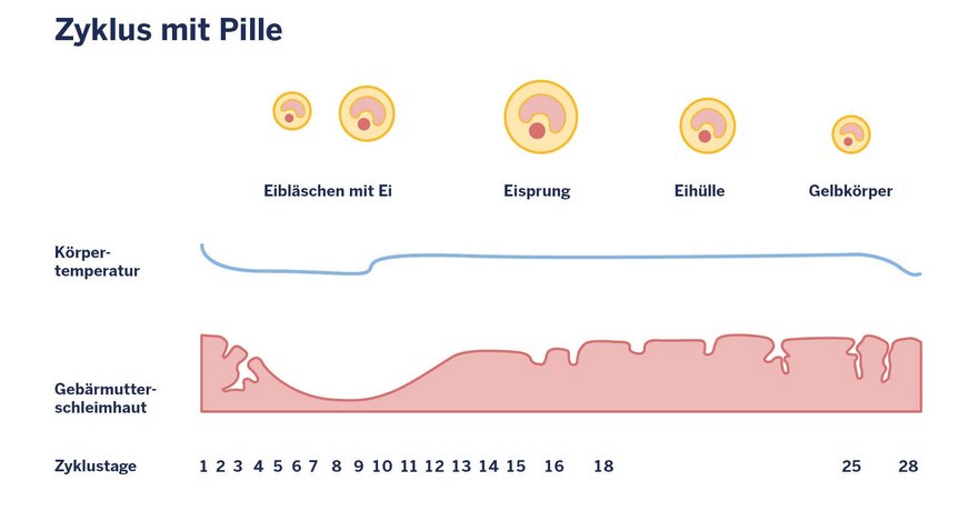 Infografik: Zyklus mit Pille (Temperatur, Gebärmutterschleimhaut etc. im Verlauf)