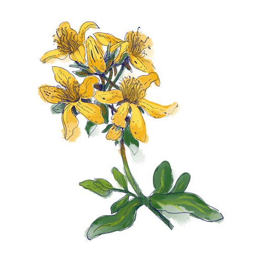 Hypericum Perforatum | HYPERICUM PERFORATUM FLOWER/TWIG EXTRACT